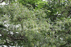 Azadirachta indica
